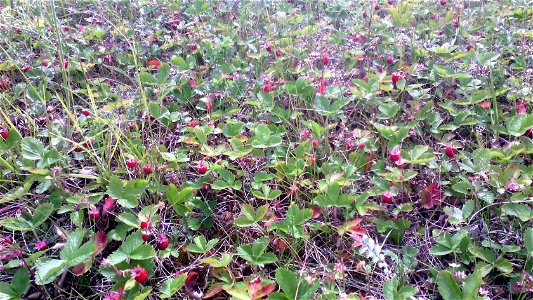 Земляника лесная (Fragaria vesca), Россия, Челябинская область photo