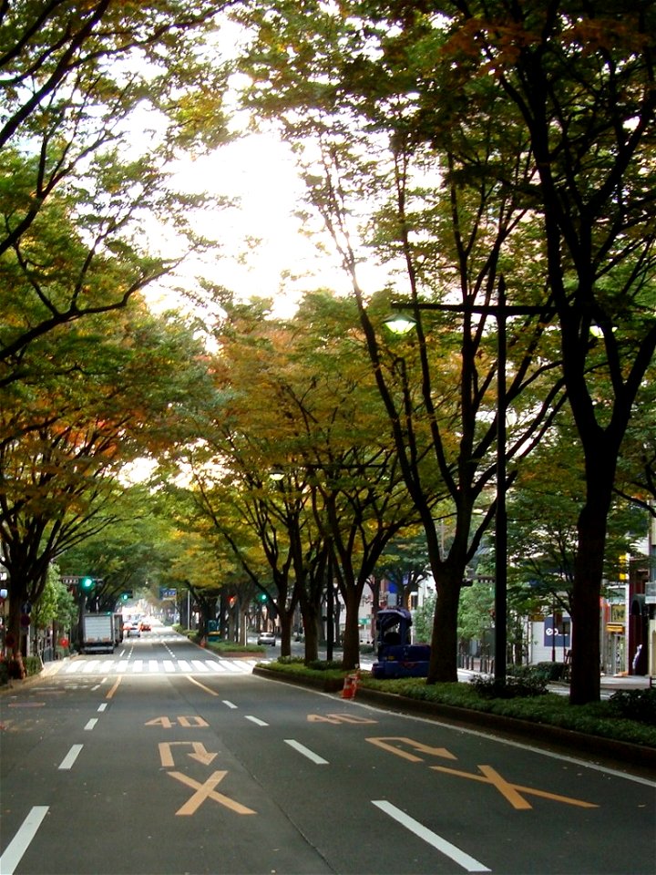Aoba-Dori Avenue, one of the main streets of Sendai, Japan. This street is famous for its street tree of Zelkova serrata, or Keaki.