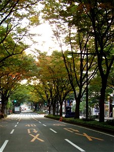 Aoba-Dori Avenue, one of the main streets of Sendai, Japan. This street is famous for its street tree of Zelkova serrata, or Keaki.