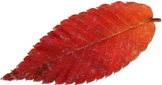zelkova leaf photo