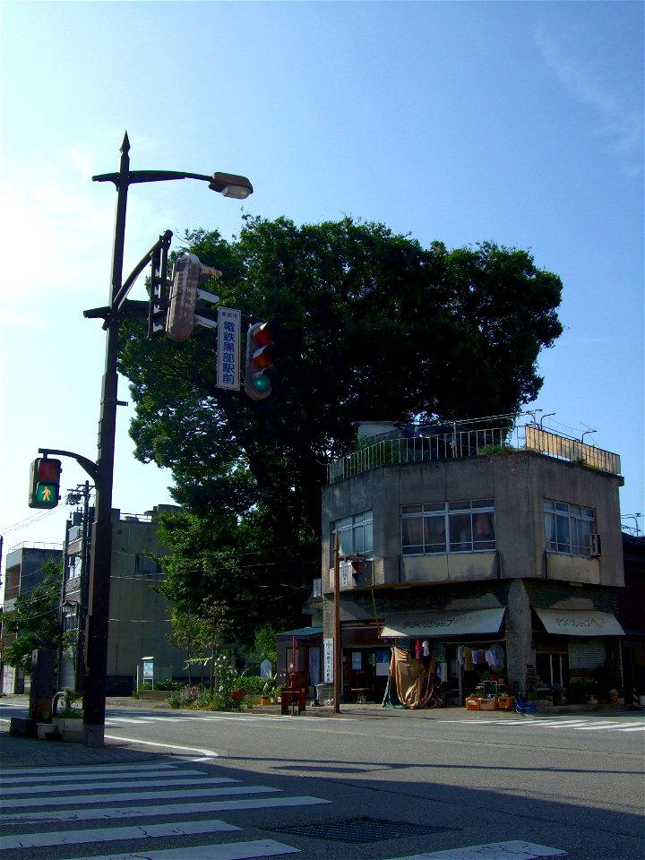 Mishima-no-Ookeyaki(Zelkova serrata) in Mikkaichi, Kurobe, Toyama, Japan.