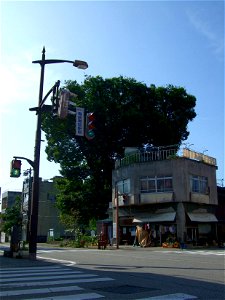 Mishima-no-Ookeyaki(Zelkova serrata) in Mikkaichi, Kurobe, Toyama, Japan. photo