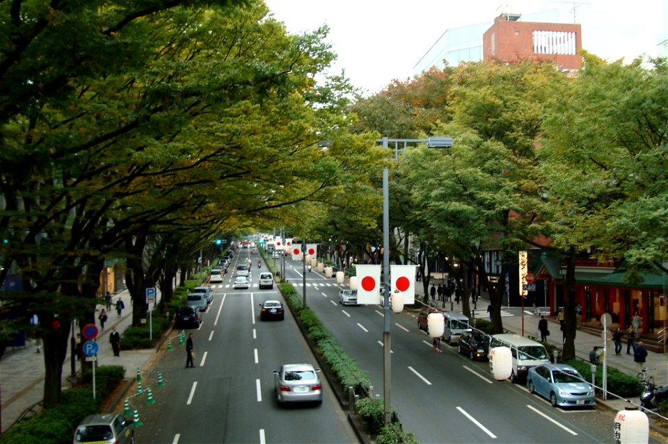 Omote-sando Street with its street trees of Japanese Zelkova, or Keaki, in Shibuya Ward, Tokyo. The Omotesando Hills complex is on the left side of the street in this picture.