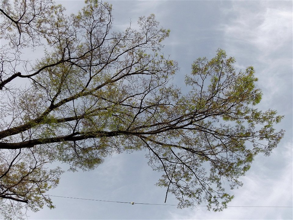 Leaves of the tree called "sennen keyaki" (thousand-year-Japanese-zelkova) at Nakano City, Tokyo, Japan