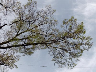 Leaves of the tree called "sennen keyaki" (thousand-year-Japanese-zelkova) at Nakano City, Tokyo, Japan