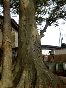 八坂神社 (土浦市)のケヤキ photo