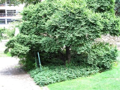 Zelkova serrata in Bercy park, Paris 12th arrond.