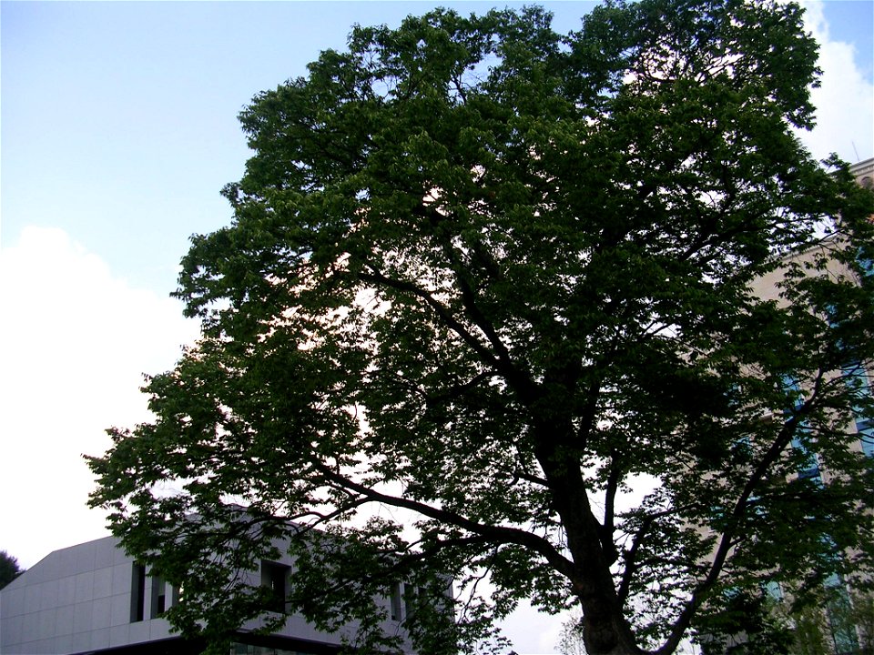 A Zelkova serrata over a hundred years old in a park in Seoul, South Korea.