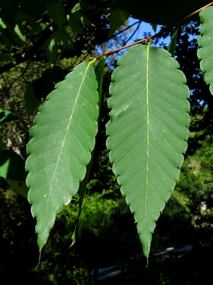 Hojas de Zelkova serrata (Ulmaceae). Real Jardín Botánico de Madrid.