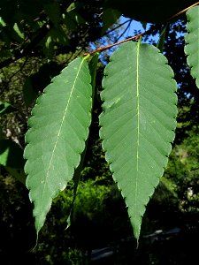 Hojas de Zelkova serrata (Ulmaceae). Real Jardín Botánico de Madrid. photo