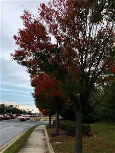 Here is a row of several Japanese Zelkova (Zelkova serrata) trees in the process of autumn senescence in a suburban area, showing the associated fall foliage and colors seen around this time of the ye photo