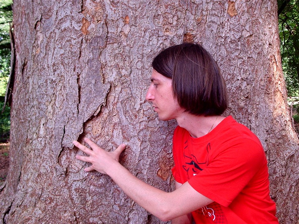 Zelkova serrata al Giardino dei Semplici di Firenze