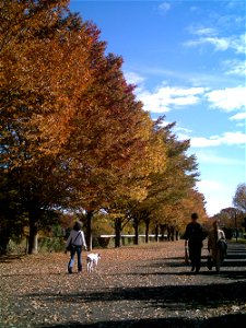 Zelkova_serrata_japan photography day, 2006/11/21 photography person kici ja:ケヤキ photo