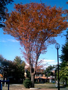 Zelkova_serrata_japan photography day, 2006/11/21 photography person kici ja:ケヤキ photo