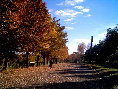 Autumn Zelkova trees in Koku-koen Park, Tokorozawa, Japan.
