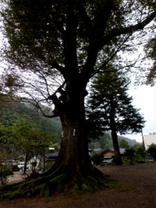 石部神社の境内にあるケヤキで、豊岡市指定文化財（天然記念物）である。 photo