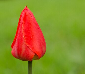 Close-up rain red