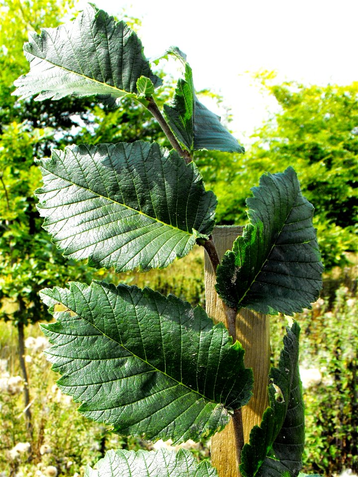 Photo of leaves of U. americana 'Lewis & Clark'