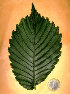 Photo of leaf of Ulmus americana cv. 'Valley Forge'.
