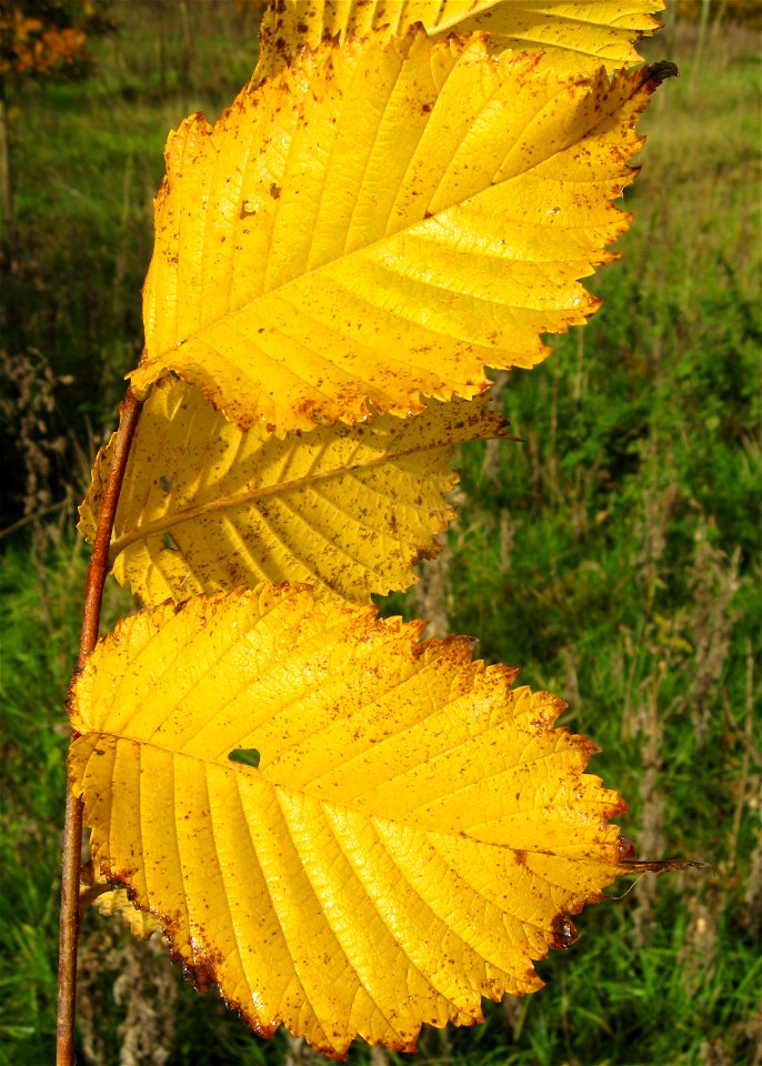 Photo of leaves of Ulmus americana 'Valley Forge', taken late October.