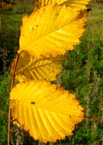 Photo of leaves of Ulmus americana 'Valley Forge', taken late October.
