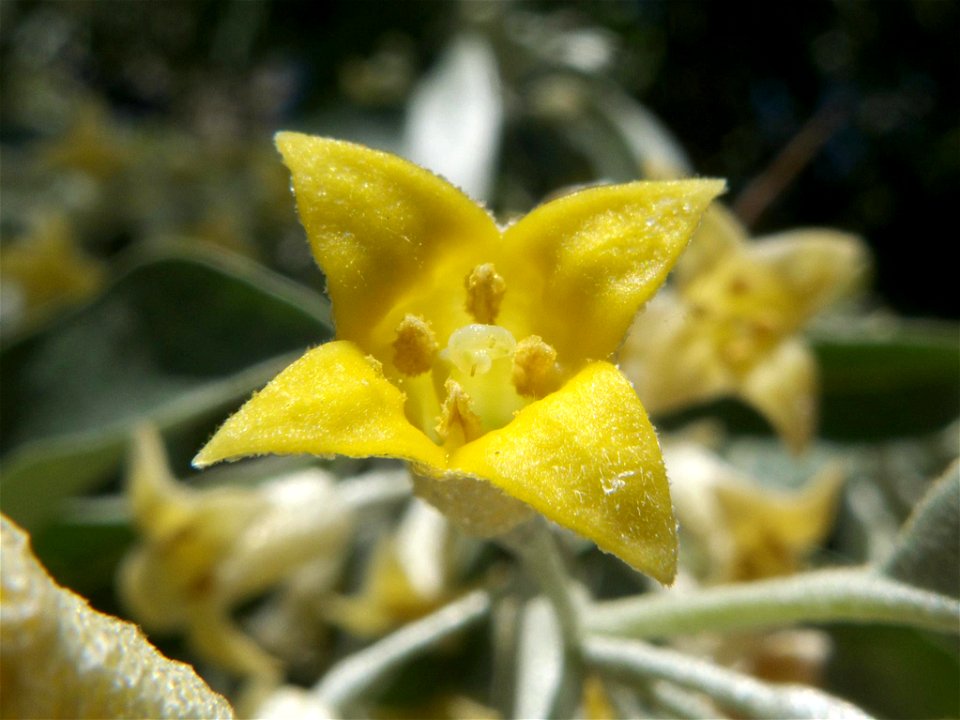 Flor de Elaeagnus angustifolia (Elaeagnaceae). Barrio de Moratalaz, Madrid.