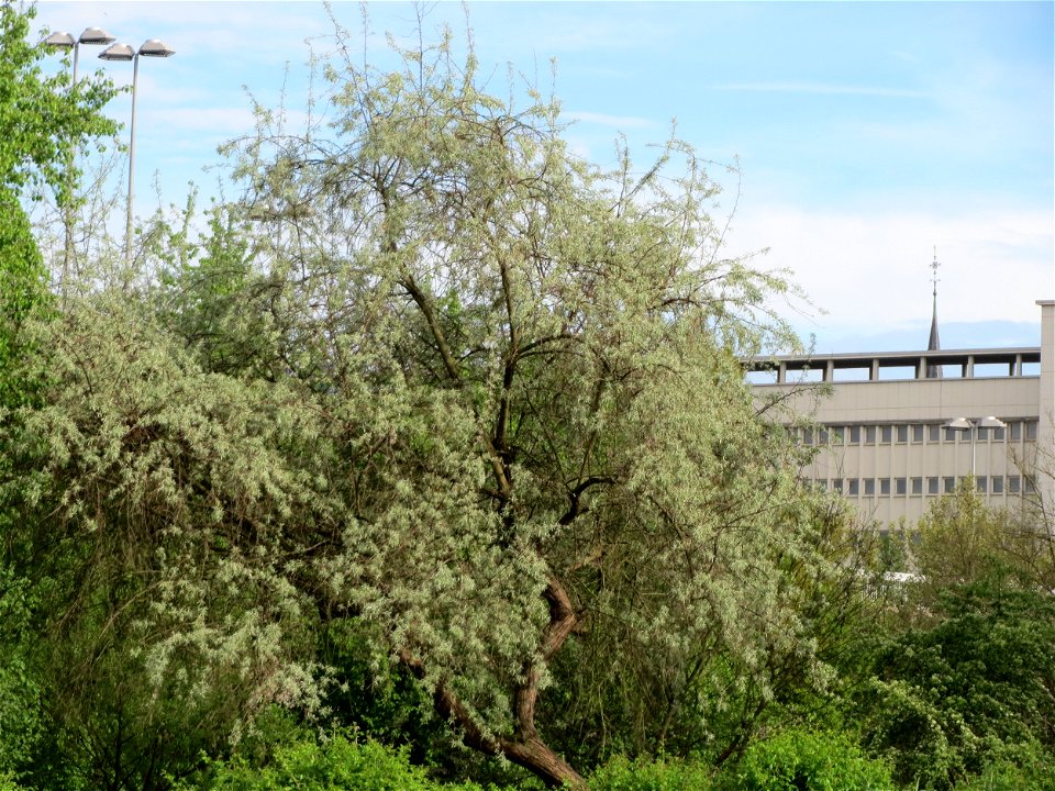 Schmalblättrige Ölweide (Elaeagnus angustifolia) im Bürgerpark Saarbrücken