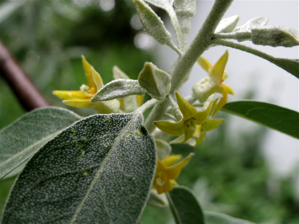 Schmalblättrige Ölweide (Elaeagnus angustifolia) im Schwetzinger Hardt