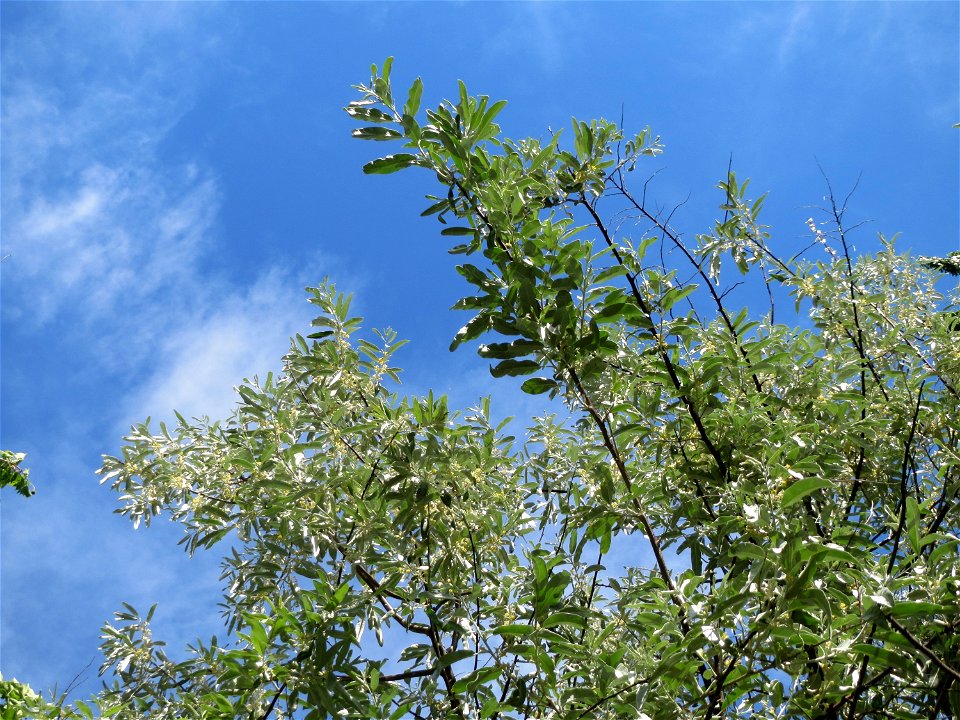 Schmalblättrige Ölweide (Elaeagnus angustifolia) im Landschaftsschutzgebiet Hockenheimer Rheinbogen
