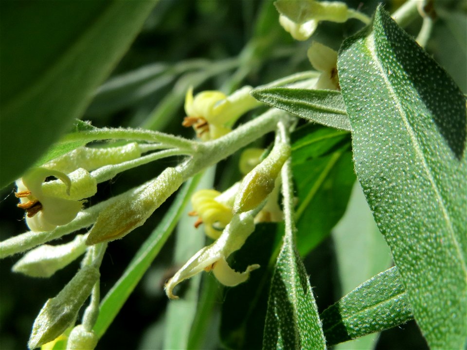 Schmalblättrige Ölweide (Elaeagnus angustifolia) im Landschaftsschutzgebiet Hockenheimer Rheinbogen