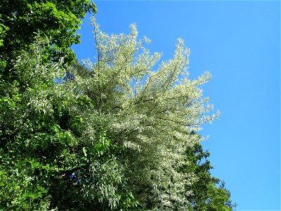 Schmalblättrige Ölweide (Elaeagnus angustifolia) an der A6 im Schwetzinger Hardt