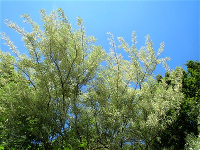 Schmalblättrige Ölweide (Elaeagnus angustifolia) an der A6 im Schwetzinger Hardt