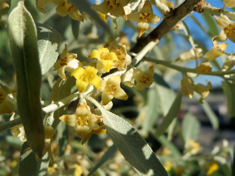 Schmalblättrige Ölweide (Elaeagnus angustifolia) im Schwetzinger Hardt