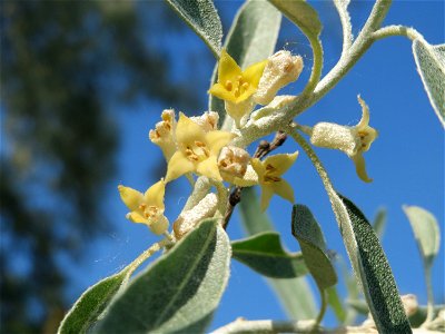 Schmalblättrige Ölweide (Elaeagnus angustifolia) bei Neulußheim