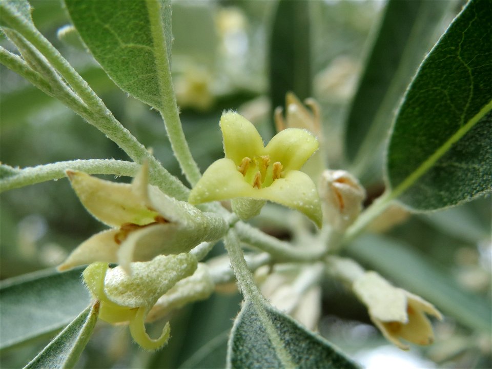 Schmalblättrige Ölweide (Elaeagnus angustifolia) im Bürgerpark Saarbrücken