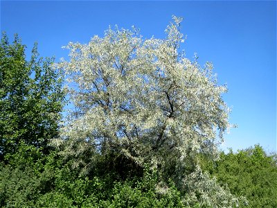 Schmalblättrige Ölweide (Elaeagnus angustifolia) bei Neulußheim