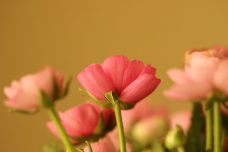 Buttercup pink romantic