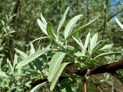 Schmalblättrige Ölweide (Elaeagnus angustifolia) vorm Hauptfriedhof in Alt-Saarbrücken