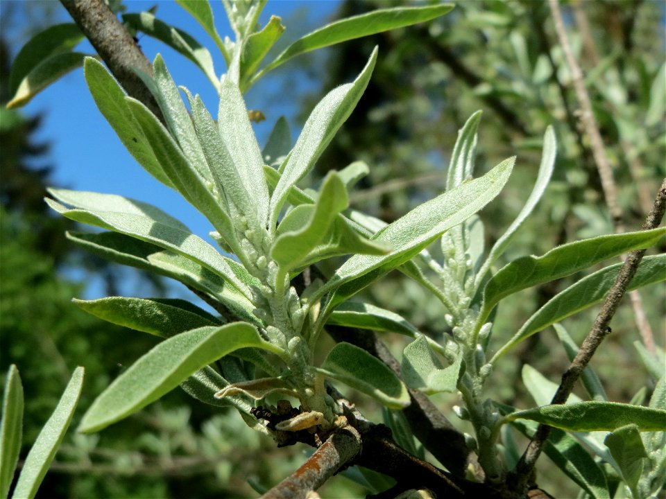 Schmalblättrige Ölweide (Elaeagnus angustifolia) vorm Hauptfriedhof in Alt-Saarbrücken