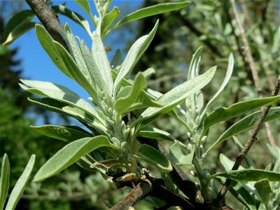 Schmalblättrige Ölweide (Elaeagnus angustifolia) vorm Hauptfriedhof in Alt-Saarbrücken