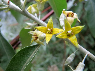 Schmalblättrige Ölweide (Elaeagnus angustifolia) im Schwetzinger Hardt - der in seiner Blüte betörend duftende Baum stammt ursprünglich aus Asien und wächst invasiv entlang der A6