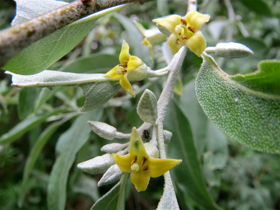 Schmalblättrige Ölweide (Elaeagnus angustifolia) im Schwetzinger Hardt - der in seiner Blüte betörend duftende Baum stammt ursprünglich aus Asien und wächst invasiv entlang der A6