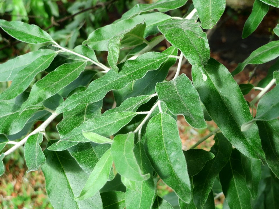 Schmalblättrige Ölweide (Elaeagnus angustifolia) in Hockenheim. An der Lußheimer Straße gibt es mehrere ausgewilderte Sandorn-Sträucher und Ölweiden. Die Ölweide wähst invasiv an Straßendämmen.