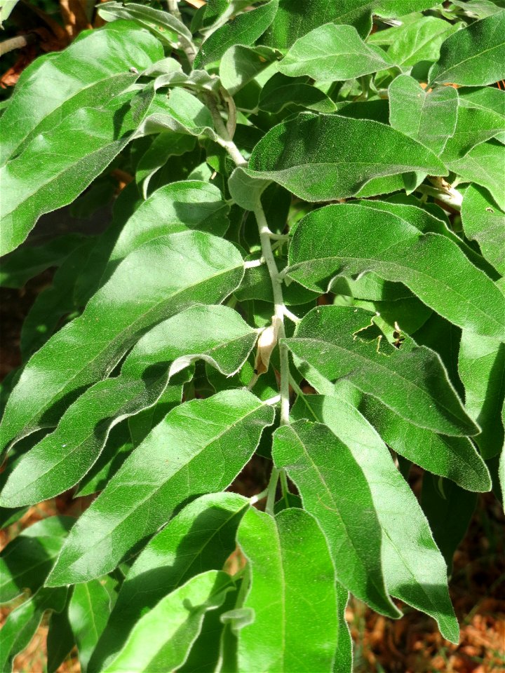 Schmalblättrige Ölweide (Elaeagnus angustifolia) in Hockenheim. An der Lußheimer Straße gibt es mehrere ausgewilderte Sandorn-Sträucher und Ölweiden. Die Ölweide wähst invasiv an Straßendämmen.