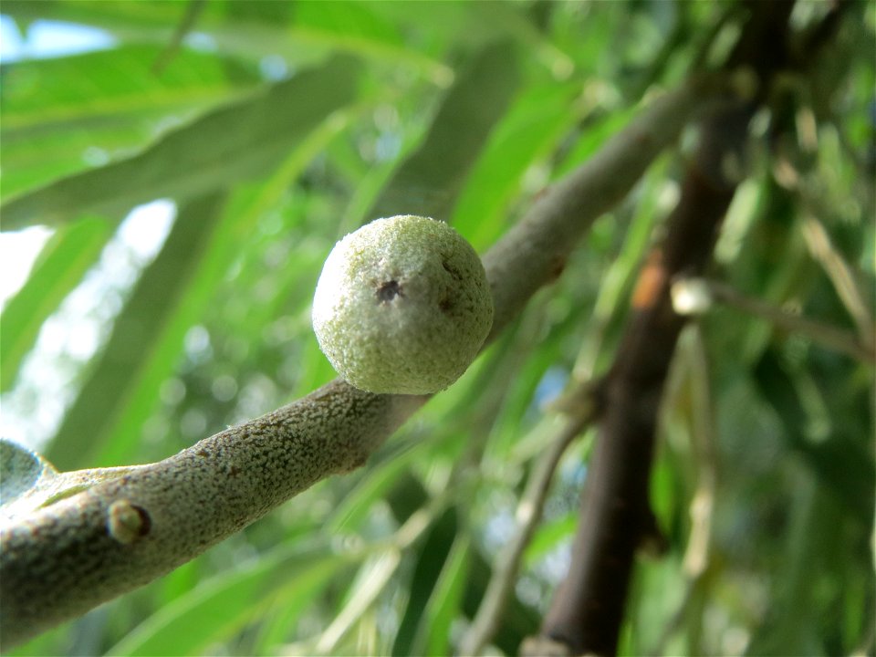 Schmalblättrige Ölweide (Elaeagnus angustifolia) in Hockenheim. An der Lußheimer Straße gibt es mehrere ausgewilderte Sandorn-Sträucher und Ölweiden. Die Ölweide wähst invasiv an Straßendämmen.