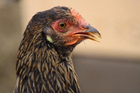 Poultry livestock brown chicken photo