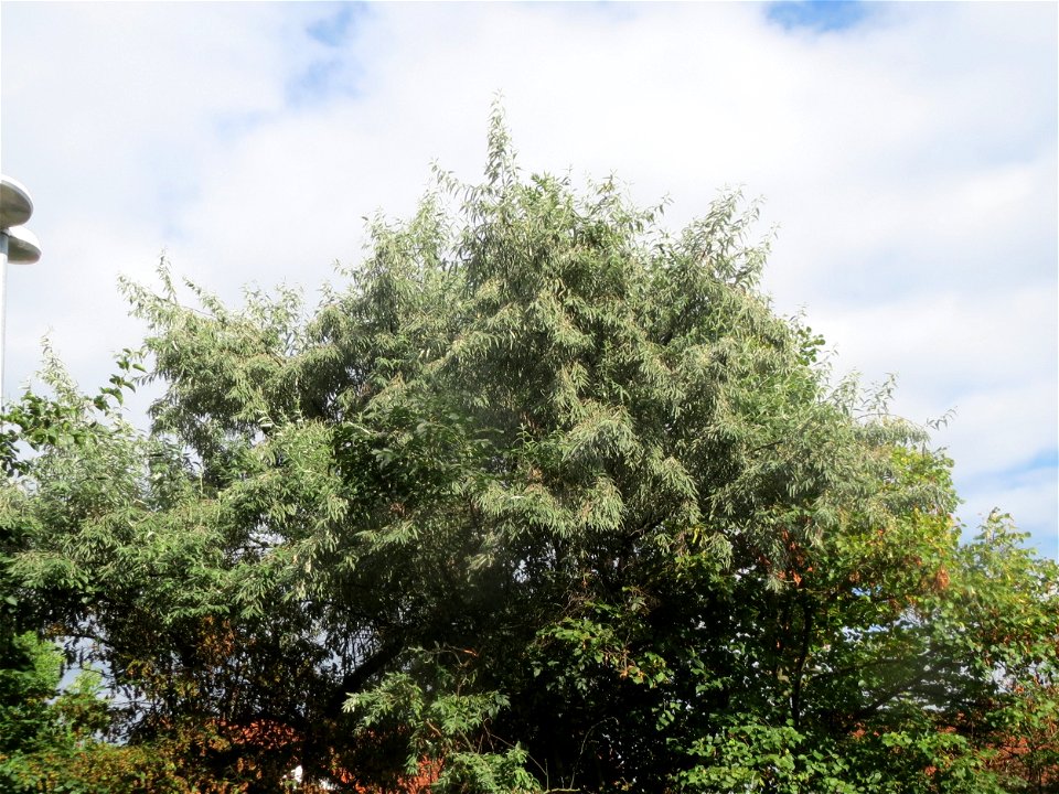 Schmalblättrige Ölweide (Elaeagnus angustifolia) in Hockenheim. An der Lußheimer Straße gibt es mehrere ausgewilderte Sandorn-Sträucher und Ölweiden. Die Ölweide wähst invasiv an Straßendämmen.