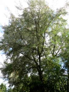 Schmalblättrige Ölweide (Elaeagnus angustifolia) in Hockenheim. An der Lußheimer Straße gibt es mehrere ausgewilderte Sandorn-Sträucher und Ölweiden. Die Ölweide wähst invasiv an Straßendämmen.