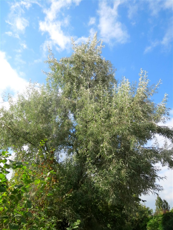 Schmalblättrige Ölweide (Elaeagnus angustifolia) in Hockenheim. An der Lußheimer Straße gibt es mehrere ausgewilderte Sandorn-Sträucher und Ölweiden. Die Ölweide wähst invasiv an Straßendämmen.