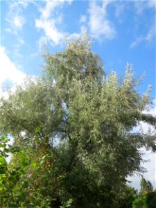 Schmalblättrige Ölweide (Elaeagnus angustifolia) in Hockenheim. An der Lußheimer Straße gibt es mehrere ausgewilderte Sandorn-Sträucher und Ölweiden. Die Ölweide wähst invasiv an Straßendämmen.